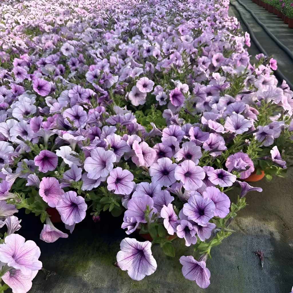 flores ornamentais 100 Petúnia Para Sol Pleno-resistente Eflorifera planta para vaso