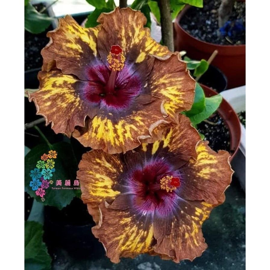 100 sementes hibisco Rainbow com manual de cultivo pronta entrega envio em 24h l