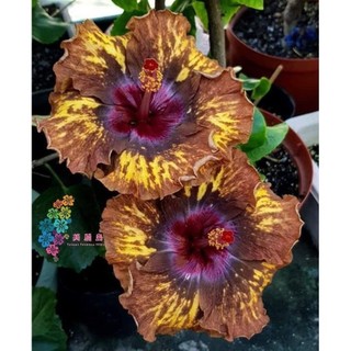 100 sementes hibisco Rainbow com manual de cultivo pronta entrega envio em 24h l