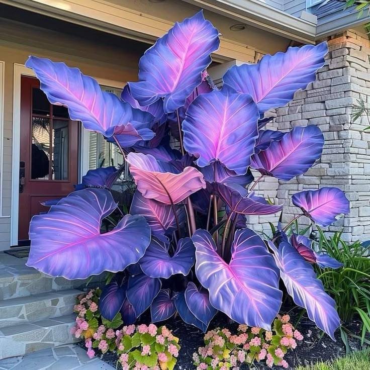 Caladium Horizonte de Néon – 100 sementes com manual de cultivo  PROMO