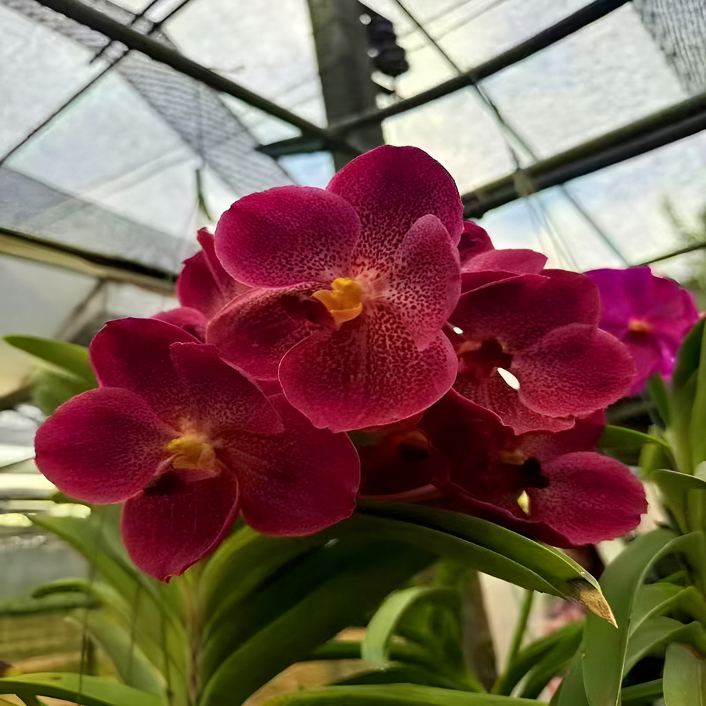 Orquídea Vanda Híbrida - Sementes Para Cultivo In Vitro Sementes de Flores Ornamentais Crescimento Rápido e Fácil em Oferta na Shopee