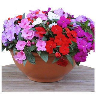 ambiente verde 400 SEMENTES DE Beijos - (Phlox drummondii) ALTO SORTIDO - FLORES CHITINHA