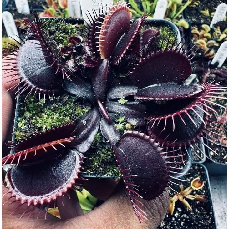 planta carnivora black papa mosca100 Sementes de Com Manual de cultivo