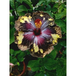 100 sements,hibisco tigre ,com manual de cultivo pronta entre envio imediato em 24h ENVIO RÁPIDO III
