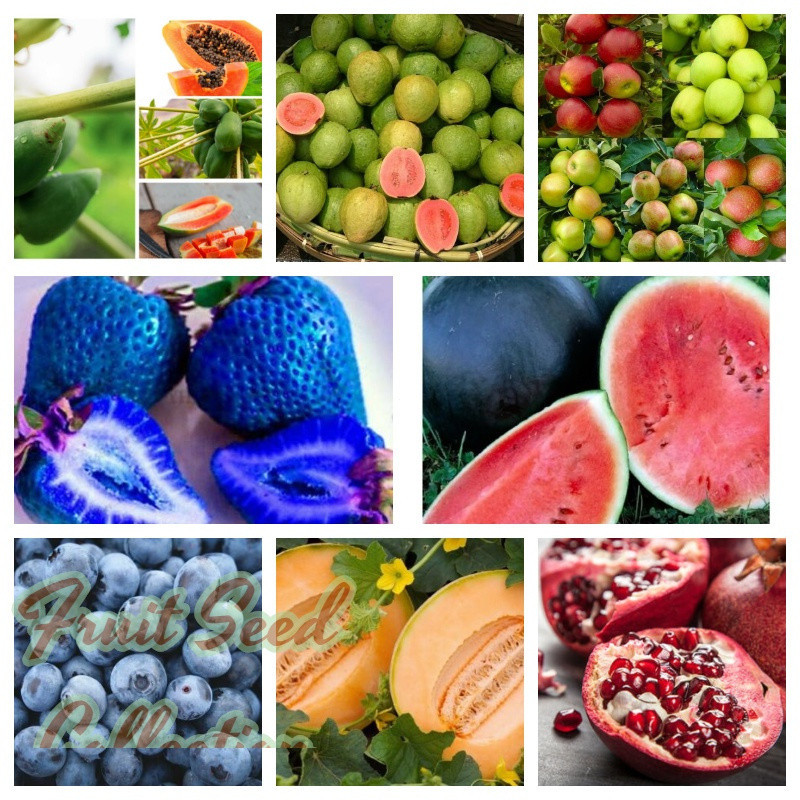 Coleção de Sementes de Frutas 200 500 A Sementes de mamão, goiaba, maçã, morango, melancia, mirtilo, melão