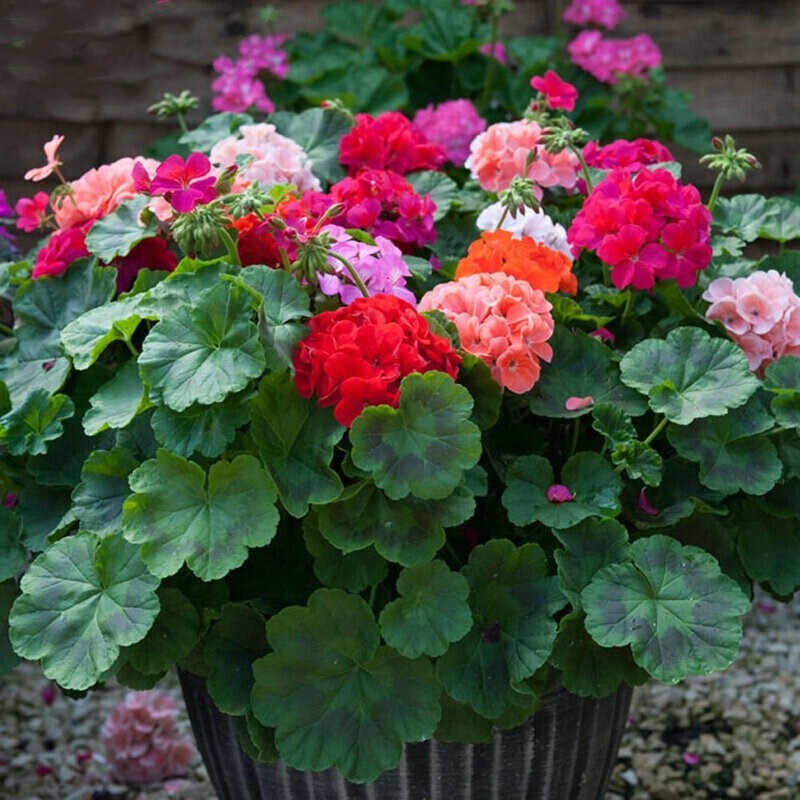 (sacos de sementes) Sementes de Gerânio Misturadas 200 500 Sementes Sementes de Bonsai para Plantar Flores Sementes de P em Oferta na Shopee