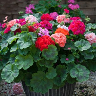 (sacos de sementes) Sementes de Gerânio Misturadas 200 500 Sementes Sementes de Bonsai para Plantar Flores Sementes de P em Oferta na Shopee