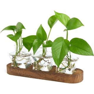 Estação de Propagação de Plantas XXXFLOWER com Suporte de Madeira, Kits Iniciais de Terrário para Plantas Aéreas, Vasos 