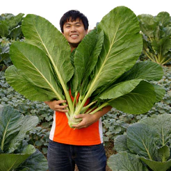 pacote Sementes de Couve Gigante Super Produtiva Colheita o Ano Todo Folhas Gigantes em Poucos Dias