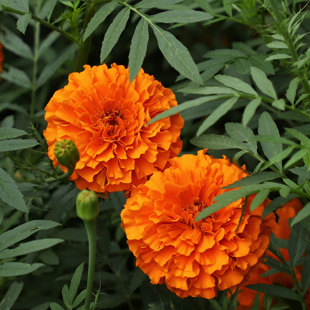 Sementes de flores de alta qualidade Muda De Tagete - Planta Para Jardim E Vaso - Repelente 100% plantas floridas