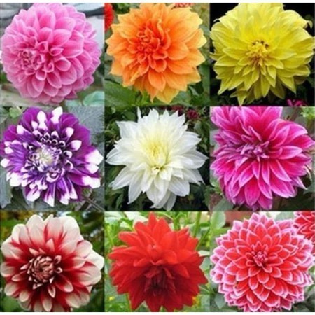 100 sementes de Dália Gigante Cores Raras vx envio rápido Premium em Oferta na Shopee
