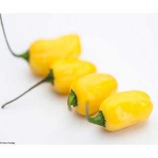 100 Pimenta De Cheiro Sementes II