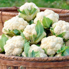 Cauliflower 200 500 Sementes Sementes de Cauliflower Snowball Precoce Sementes de Vegetais Sementes de Cauliflower