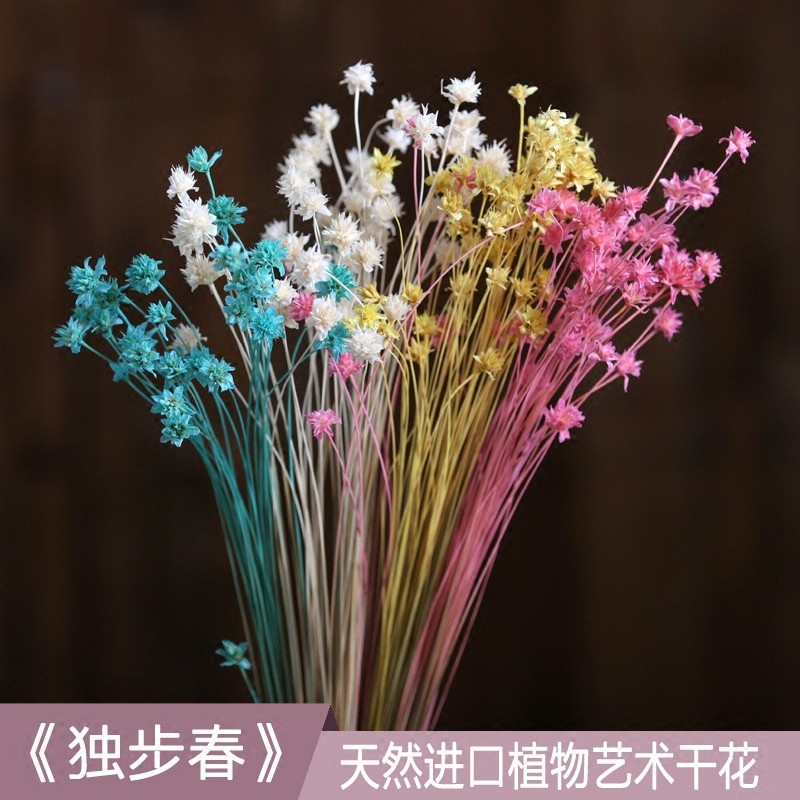 Buquê de flores secas com margaridas pequenas exclusivas de primavera/pequenas flores reais naturais pequenas flores sec