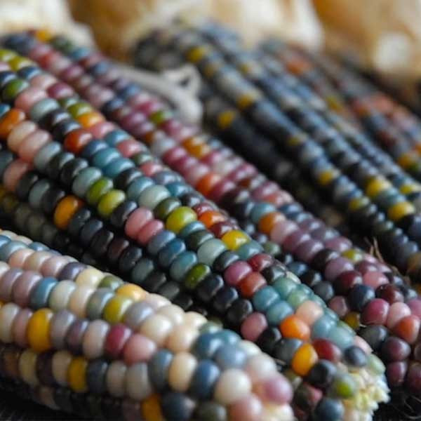 Pipoca Multicolorida 200 500 Sementes Sementes de Pipoca Orgânicas Sementes de Pipoca Raras Sementes de Milho Herança Ar