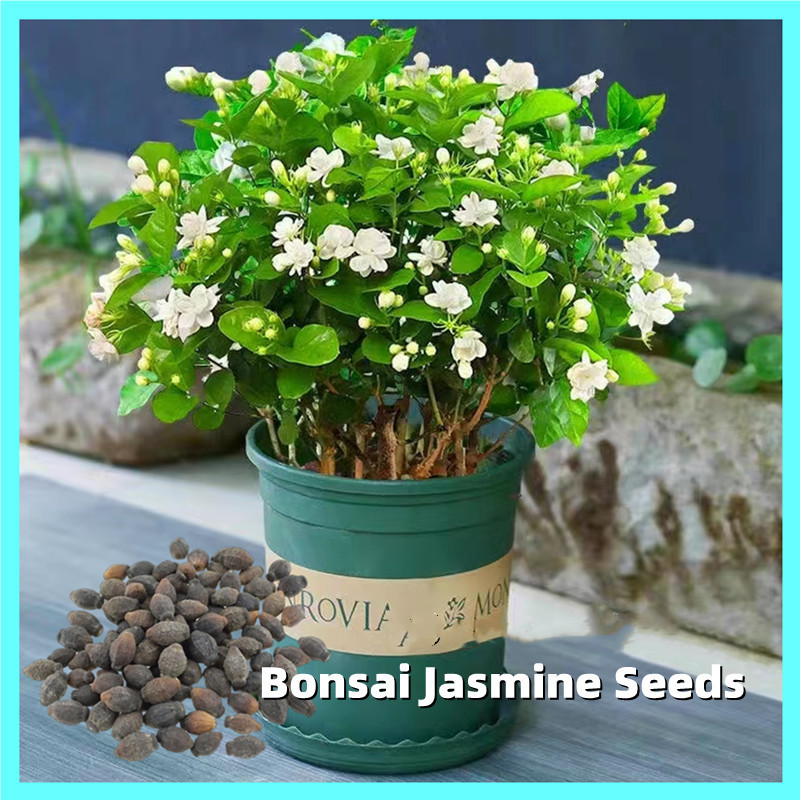 plantas ornamentais Sementes de Jasmim Branco Fragrante   Sementes de Flor de Jasmim Semente de Planta Floridora