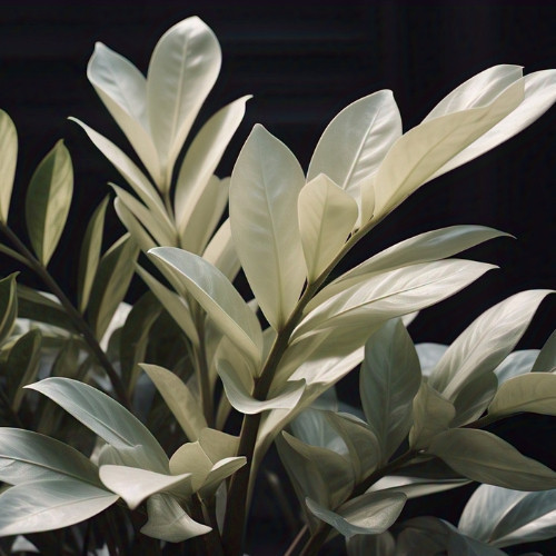 100 Sementes de Zamiocuca Neve Fantasma Com Manual de Plantio