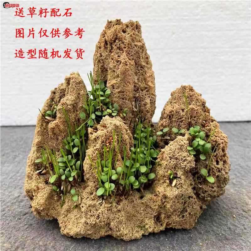 Boutique pequena pedra de água Bonsai Rockery pedra absorvente de água Micro paisagem decoração ornamentos de pedra estr