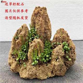 Boutique pequena pedra de água Bonsai Rockery pedra absorvente de água Micro paisagem decoração ornamentos de pedra estr