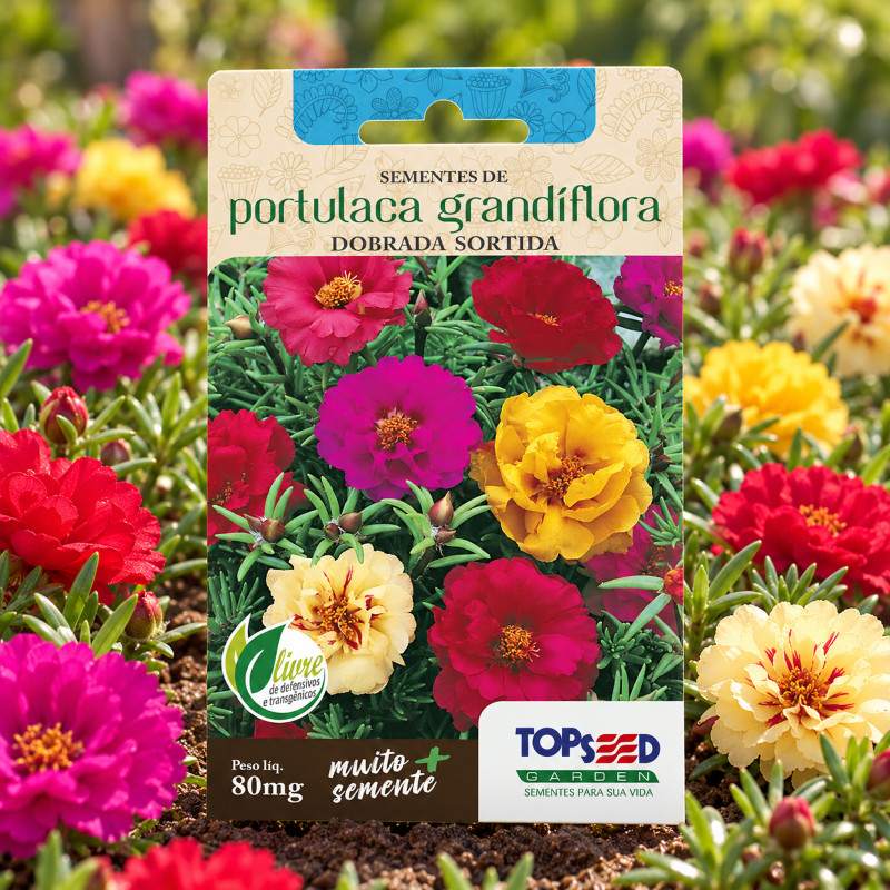 Sementes Onze Horas Portulaca Grandiflora Dobrada Sortida
