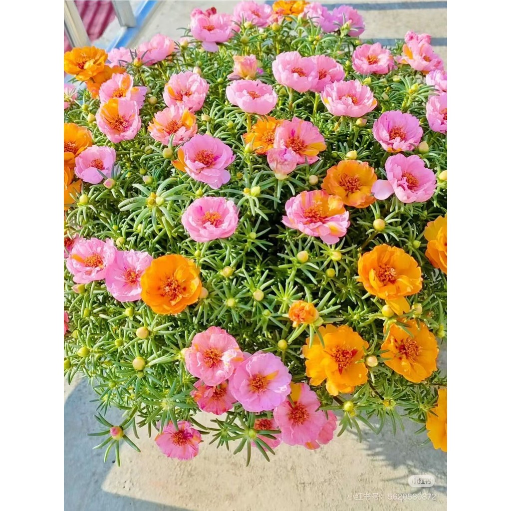 100 sementes DE FLOR SEMI-SUCULENTA - PORTULACA DOBRADA SORTIDA - ONZE HORAS DOBRADA (12626)