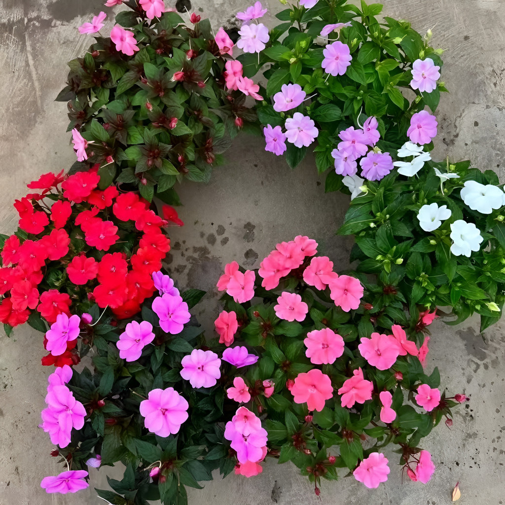 Boa germinação 100 Sementes De Impatiens  Alta Germinação Flores