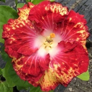 100 sementes hibisco 'Red Dragon com manual de cultivo pronta entrega envio em 24h l