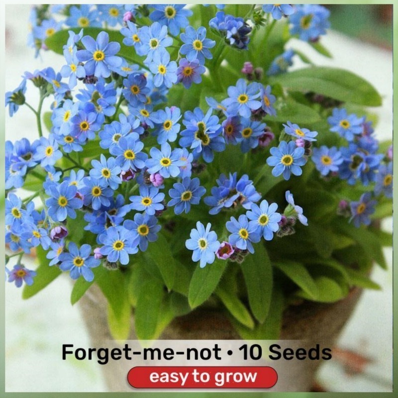 plantas ornamentais  Flor Legitima de Não me esqueças  Sementes para Plantio Jardinagem  Vaso Buto Ng Bulaklak