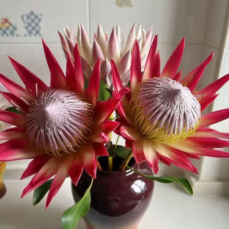 Sementes de flores imperiais emissoras rápidas de venda quente Pele dura genuína Fácil de germinar Resistente ao seco Re