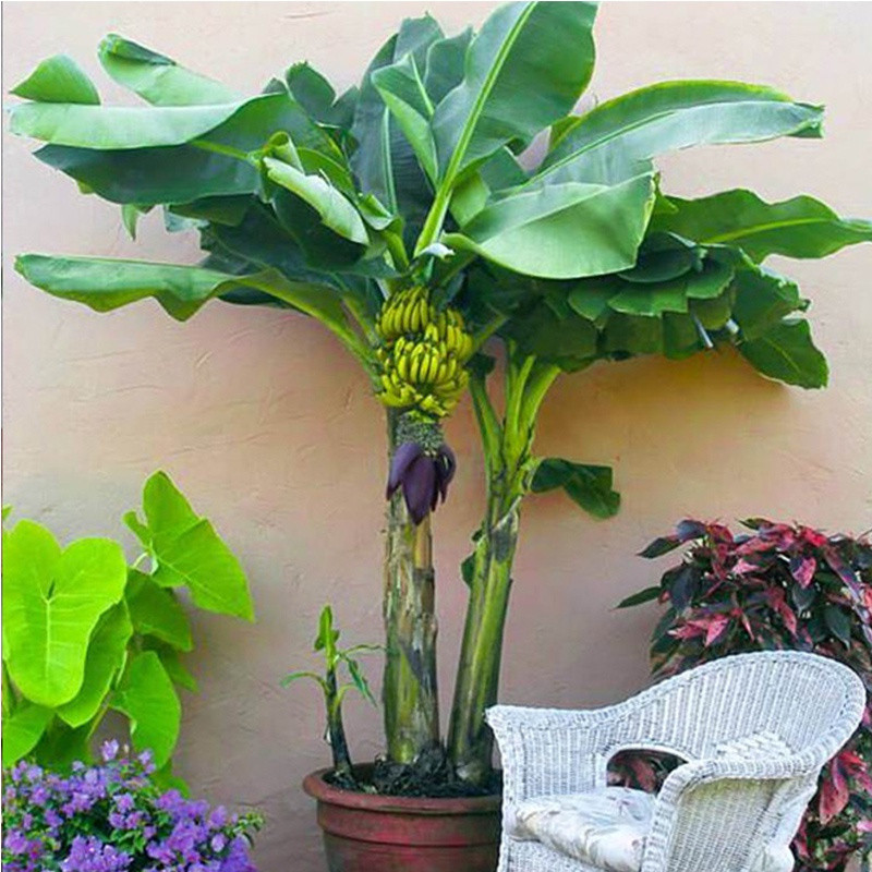 Planta Rara Mini Planta Tipo Banana Folhagem Externa Vaso de Frutas Externo 200 500 Sementes Não Planta