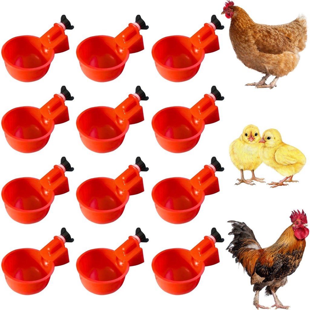 Aves Gaiolas: Guia Completo e Onde Comprar | BuscaProdutos