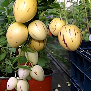 Rara Melão Andino Vasos 102 Sementes Pepino Doce Solanum Muricat