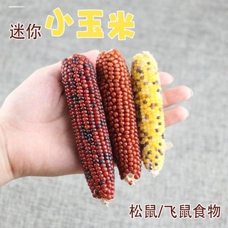Papagaio Molar ferramenta útil brinquedo milho na espiga lanches pássaro sementes de girassol mastigar para aliviar o té