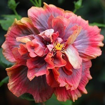 Hibiscus diandrus - 100 sementes com manual de cultivo envio 24h II