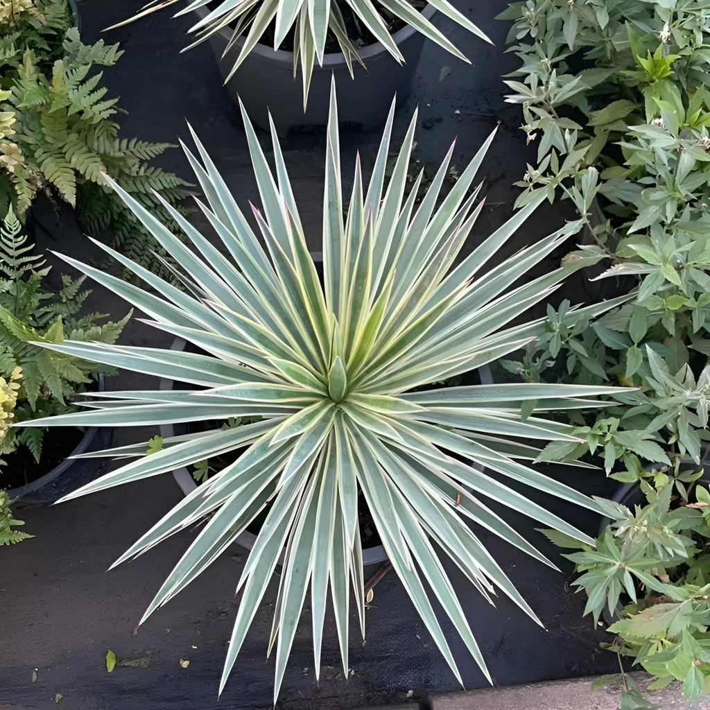 100 sementes De Yucca Elephantipes - Palmeira De Interior Resistent