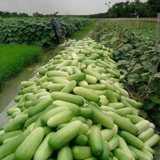 Sementes de Pepino Caipira Esmeralda Para Horta e Cultivo — imagem 2 de 2