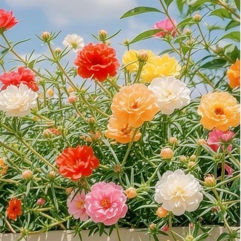 Sementes Originais Rara  Sementes de Onze Horas Especiais Exóticas Pronta Entrega Postagem em 24h