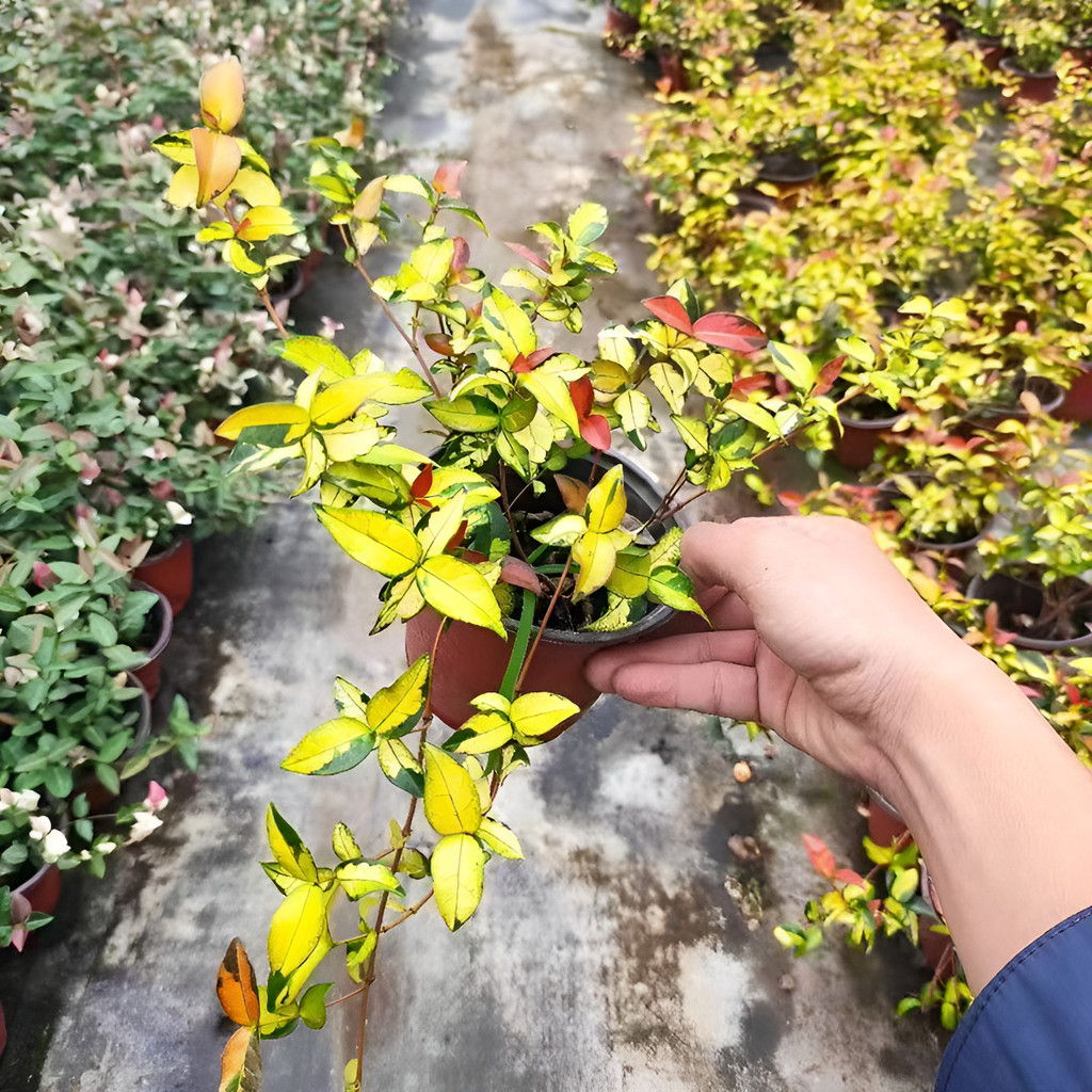 Jardim colorido Sementes De Jasmim-manga - Arbusto Perfumado E Ornamental