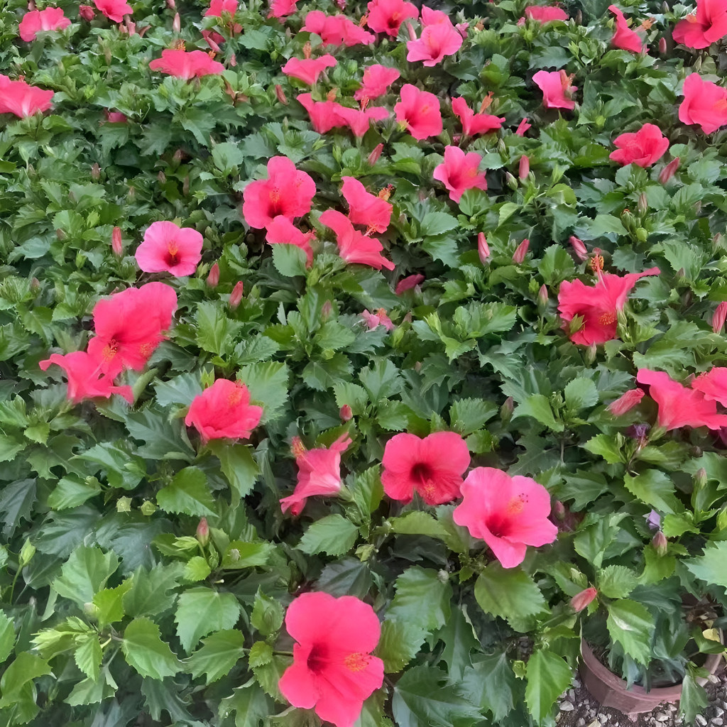 sementes puras Sementes De Hibisco - A Rainha Dos Jardins Tropicais flores românticas