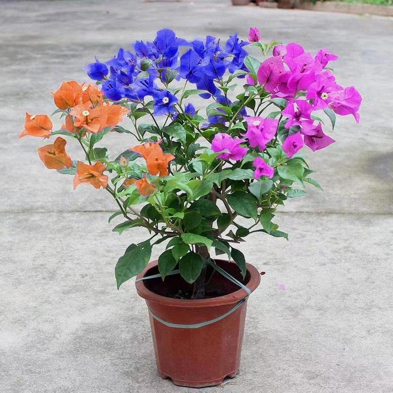 [Fácil de cultivar nas Filipinas] Bougainvillea 200 500 Sementes para Plantar Flores (Sementes de Cores Misturadas)