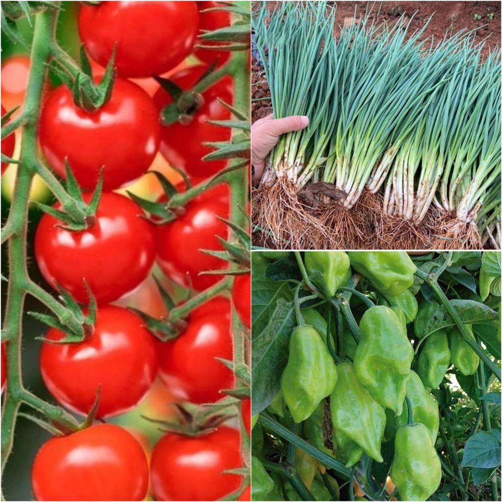 Monte Sua Horta: Kit Tomate Cereja + Pimenta de Cheiro + Cebolinha