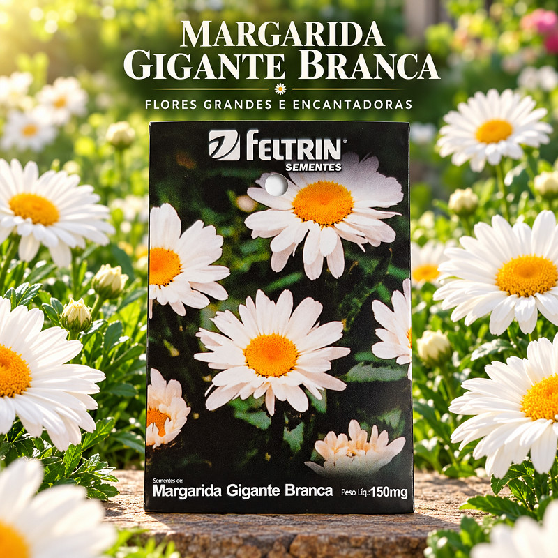 Semente de Margarida Gigante Branca