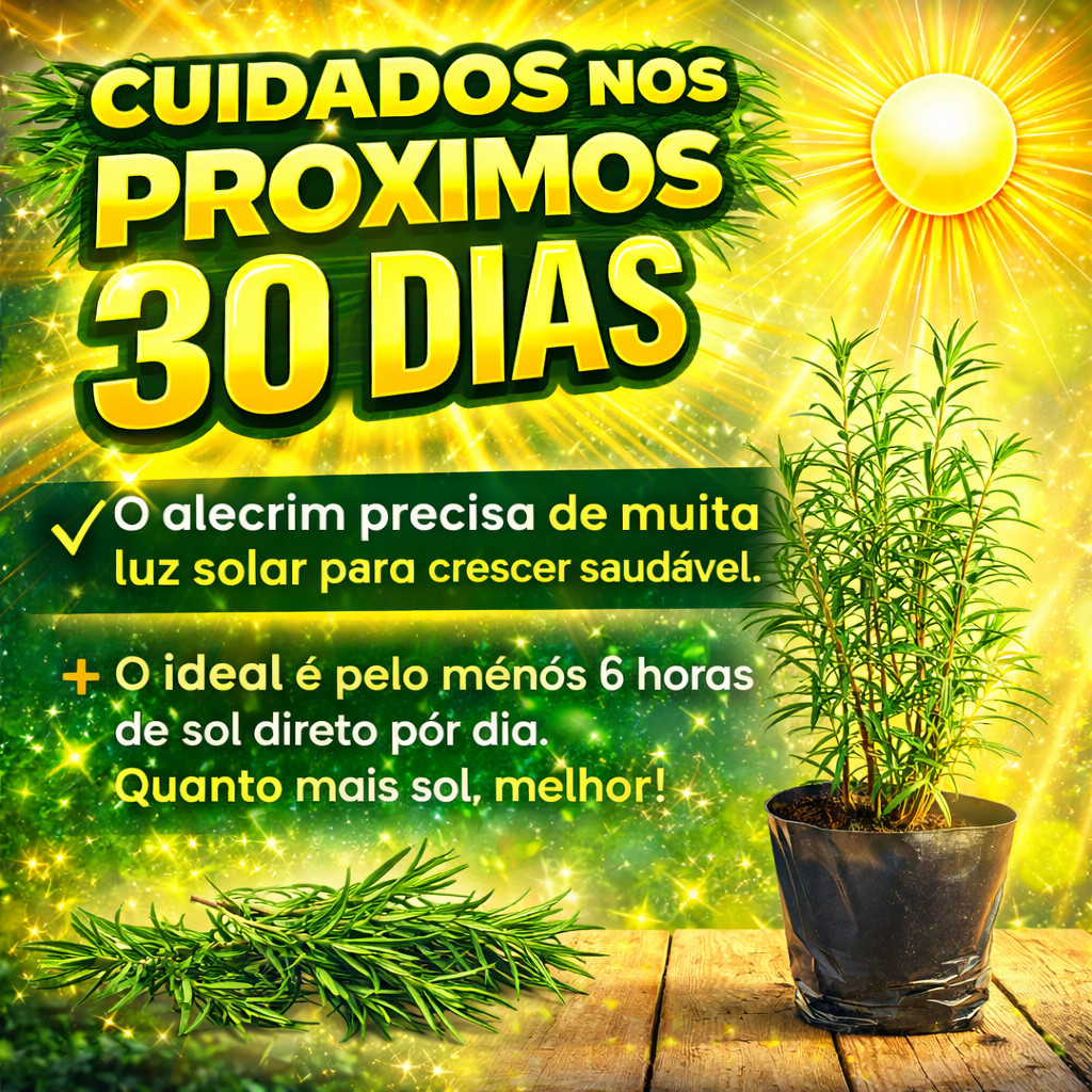 2 Muda de Alecrim Natura Aromatico pra Cha e Temperose e Decoracao — imagem 2 de 2