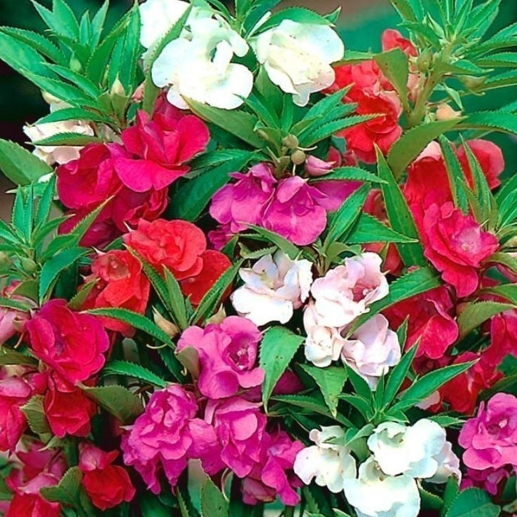 Beijinho Dobrado Mudas: Onde Comprar | BuscaProdutos