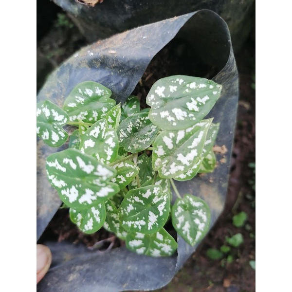 Bulbos Caladium: Onde Comprar | BuscaProdutos