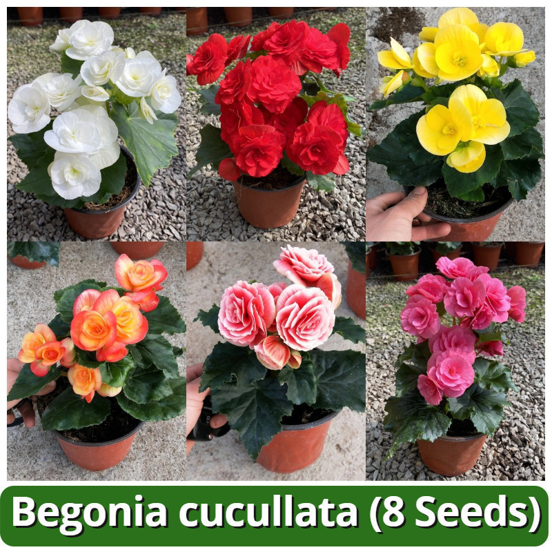Sementes Raras de Begônia 200 500 à Venda pcs Sementes de Plantas Bonsai Assortidas Begônia Cucullata Sementes de Flores em Oferta na Shopee