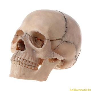 15pcs Conjunto 4D Desmontado Crânio Modelo Anatômico Destacável Ensino Médico Também