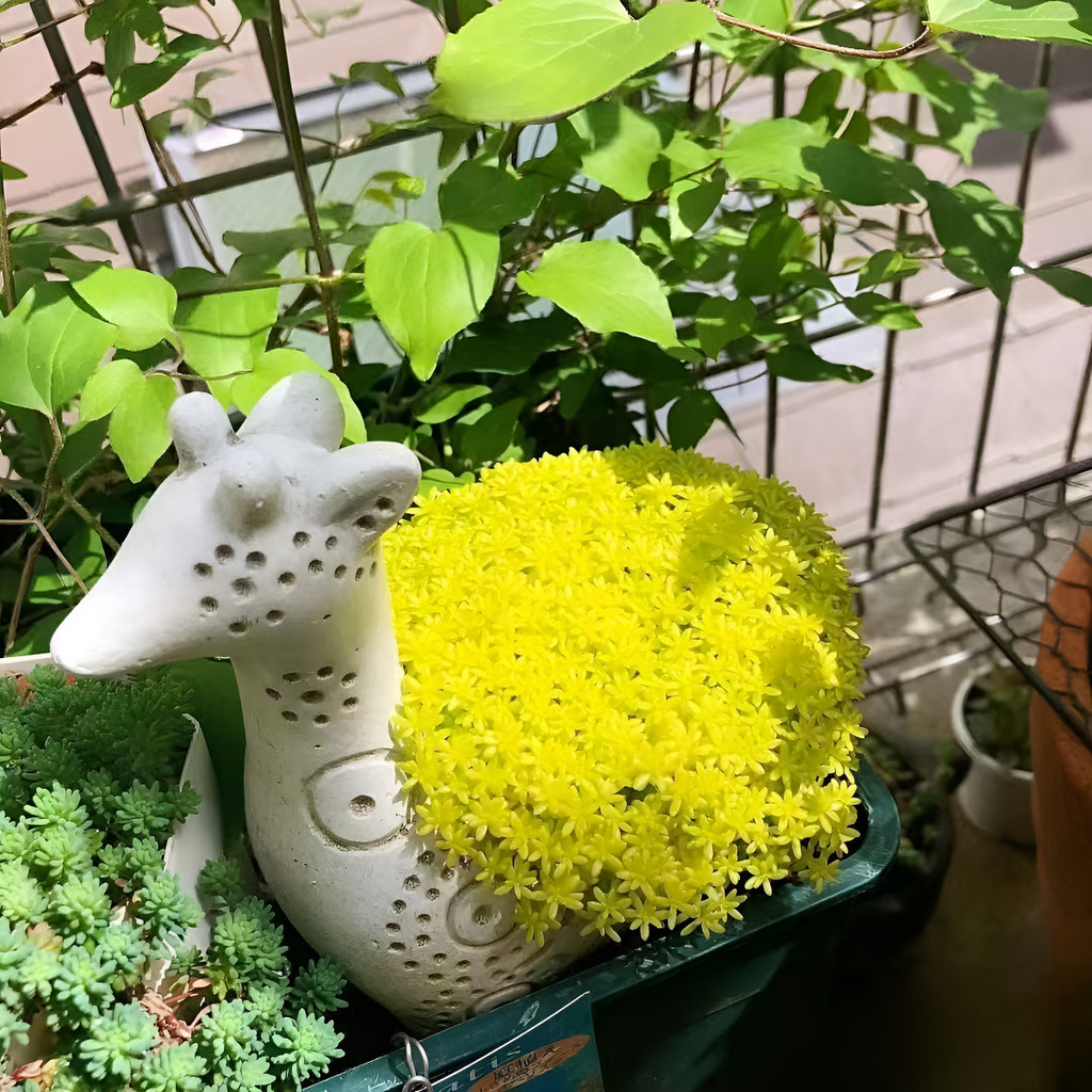 flores ornamentais 100 Sementes De Grama Dourada Grama Dourada Resistente planta para vaso