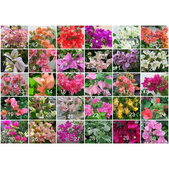 200 sementes mistas de primavera com manual de cultivo incluído. em Oferta na Shopee
