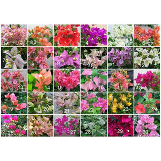 200 sementes mistas de primavera com manual de cultivo incluído. em Oferta na Shopee